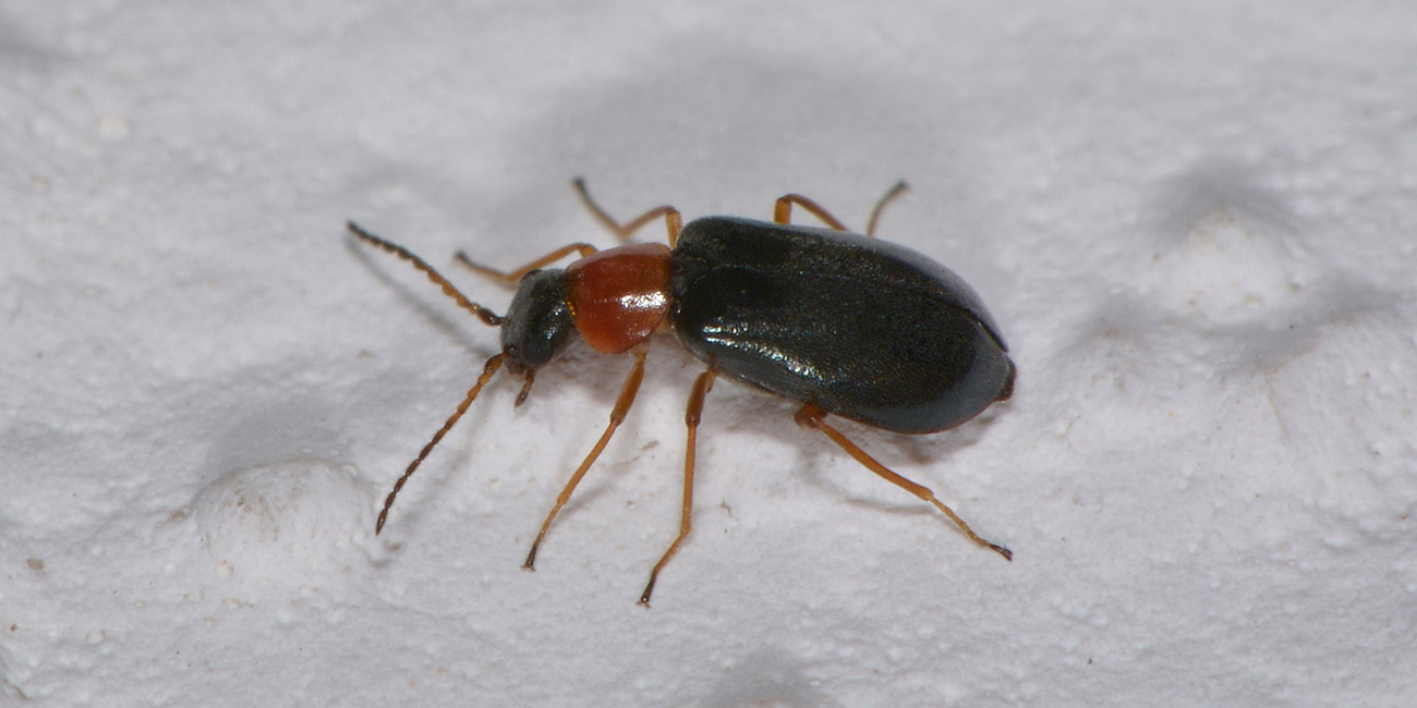 Malachiidae: Hypebaeus sp.